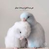 user61010359841611