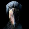 poutristemigallin