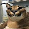 monssstr_fimoz
