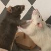 fundedbychaos