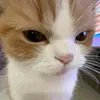 hannah.gamingkitty87