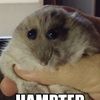i_like_hampters