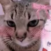 gray_1yo