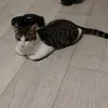 littee.mobile