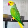 birdsdepartment1
