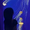 jade_42248