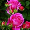 karwn.rany