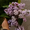 vandalkass