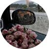 asrar_iil4