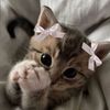 ma_risha8