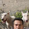 mila.bullterrier