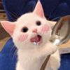 Cat.funny66