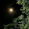 jxivoejcivt1308386