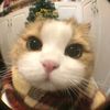Cat funny36