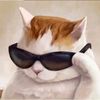salman.farshi.taw
