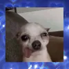capniaa9