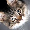 dunia.kucing22