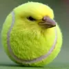 zmagerrr