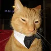 mistersirkitty