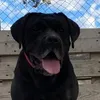 canecorsomurcia