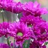 talal.majed5