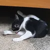 taogayhaha