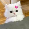 naura.azzahra760