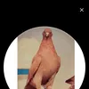 user1453617371093
