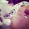 soy_un_gato_2024