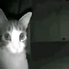 f4ck_th3..g0v3rnm3nt1