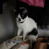 josep_and_rats