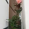 rrsaoof1