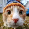 catpovvibe
