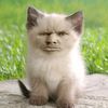 denis.suhachev