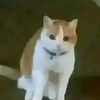 mrfearwshawer6
