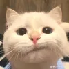 vietkieuchim01
