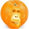 wiseorangechimp2