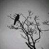 _callmeagung_