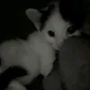 belyxa_1604