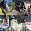 horsiegirl4ever2