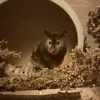 lexindbear