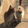 _miloveu_3