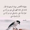 user675541701