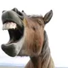 bitireop