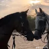 dllahh7