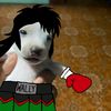 wally01106