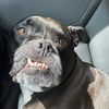 sarge_beard