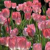 17_flores_