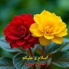 user7043411767816