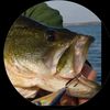 mrbass72backup
